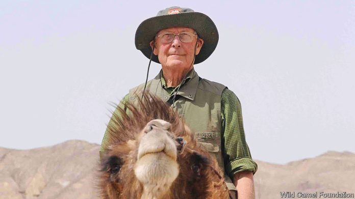 john-hare-devoted-his-life-to-saving-the-gobi’s-wild-camels