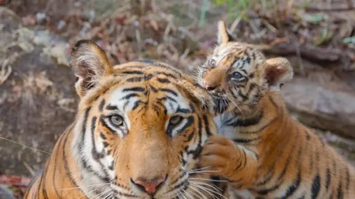 ambar-e-i-suoi-cuccioli,-la-tigre-protagonista-nella-giornata-della-terra:-il-doc-su-una-“mamma”-da-non-disturbare